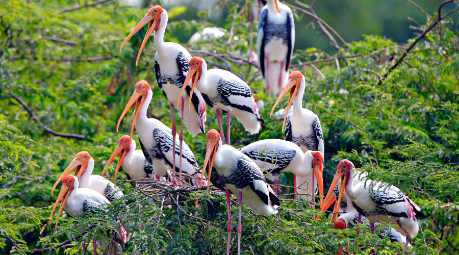 Bharatpur National Park